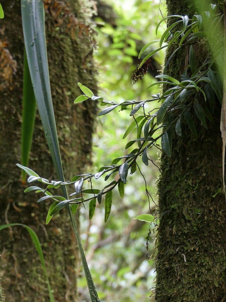 Angraecum 6