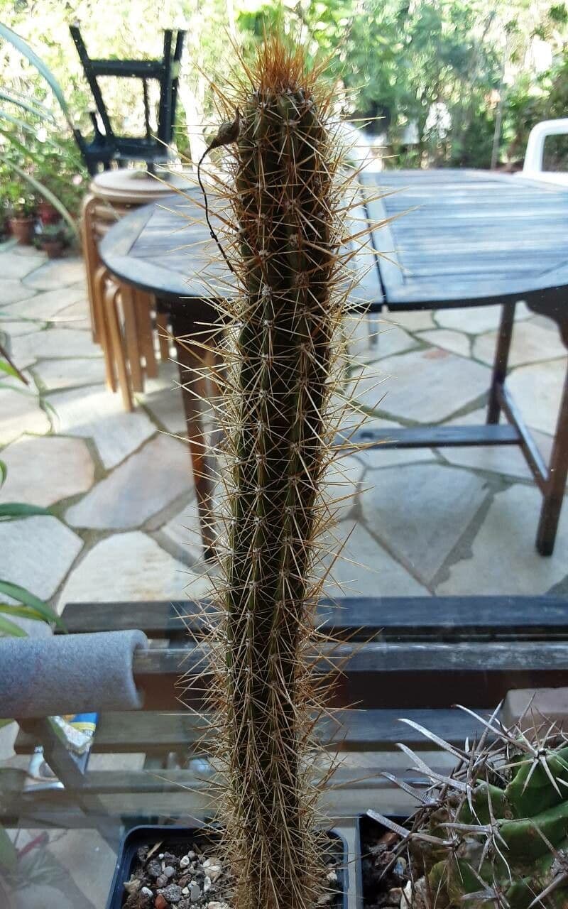Pilosocereus 8