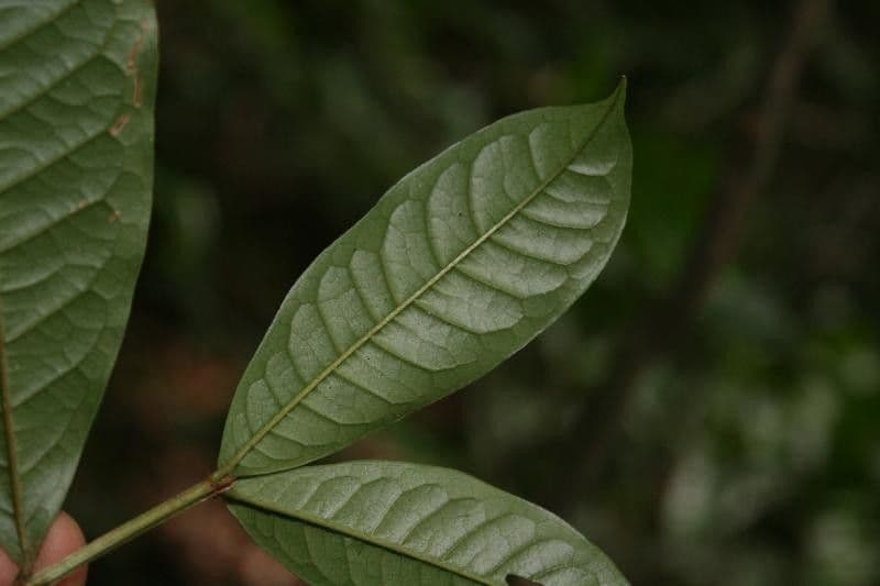 Vochysia 2