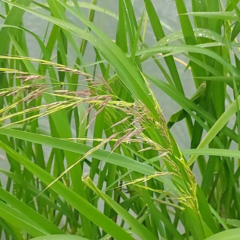 Zizania latifolia