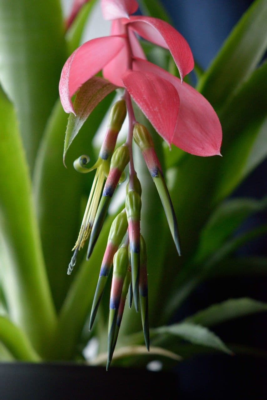 Billbergia pendula