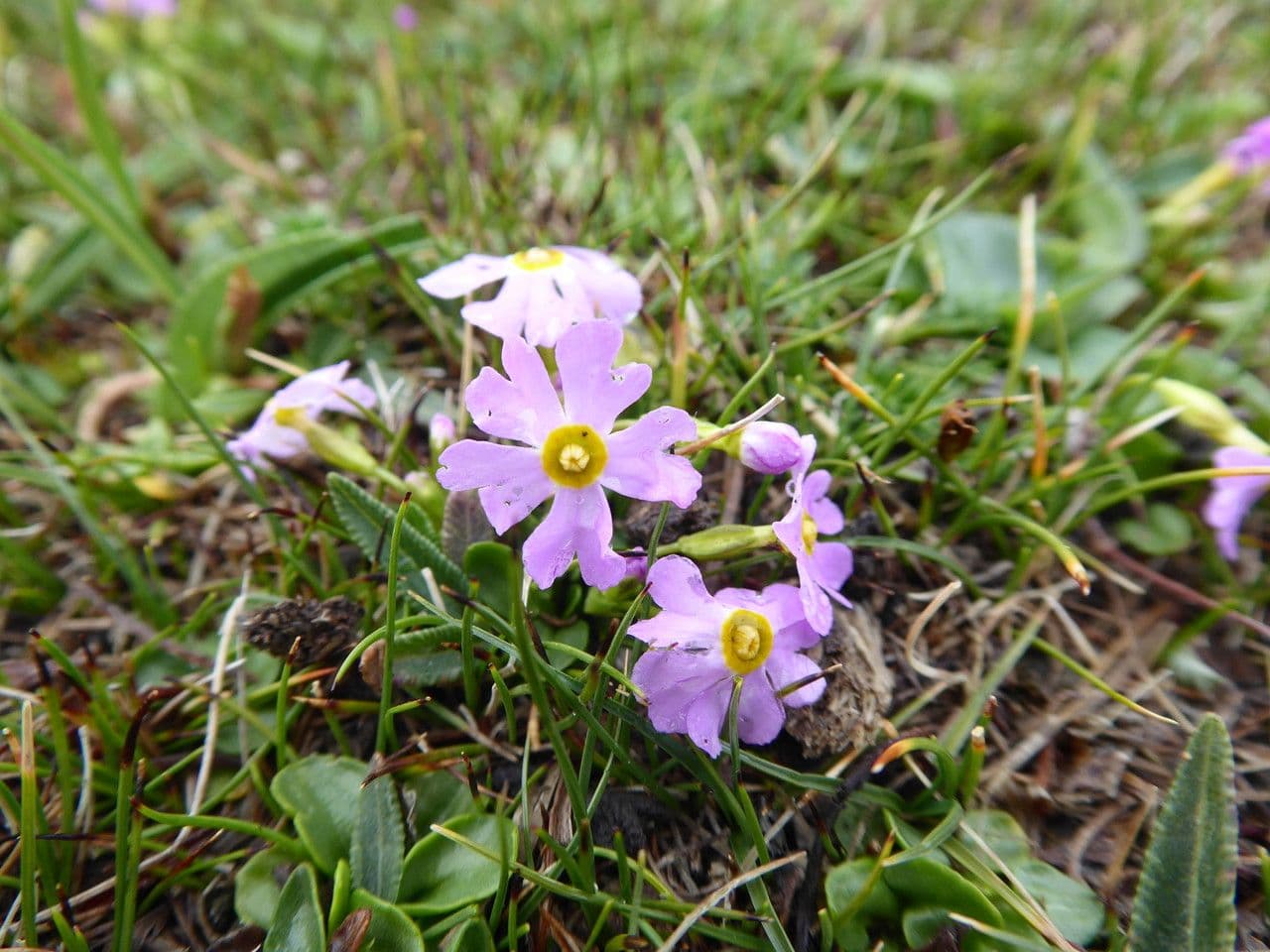 Primula