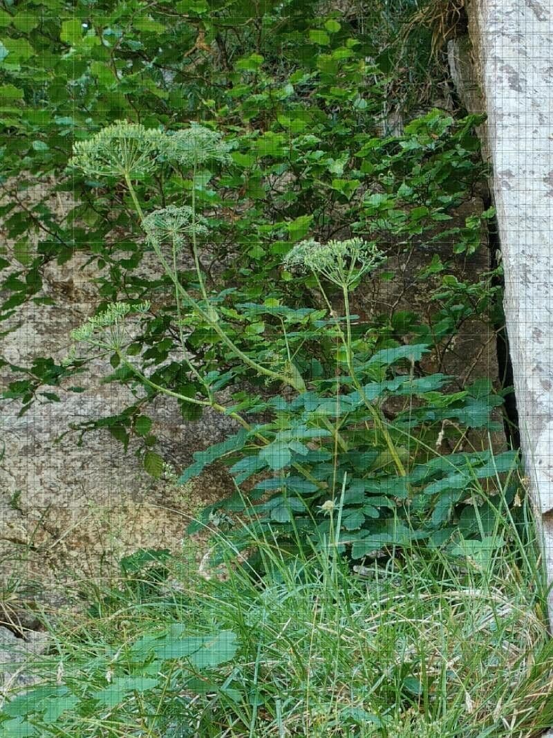 Thapsia Nestlerova