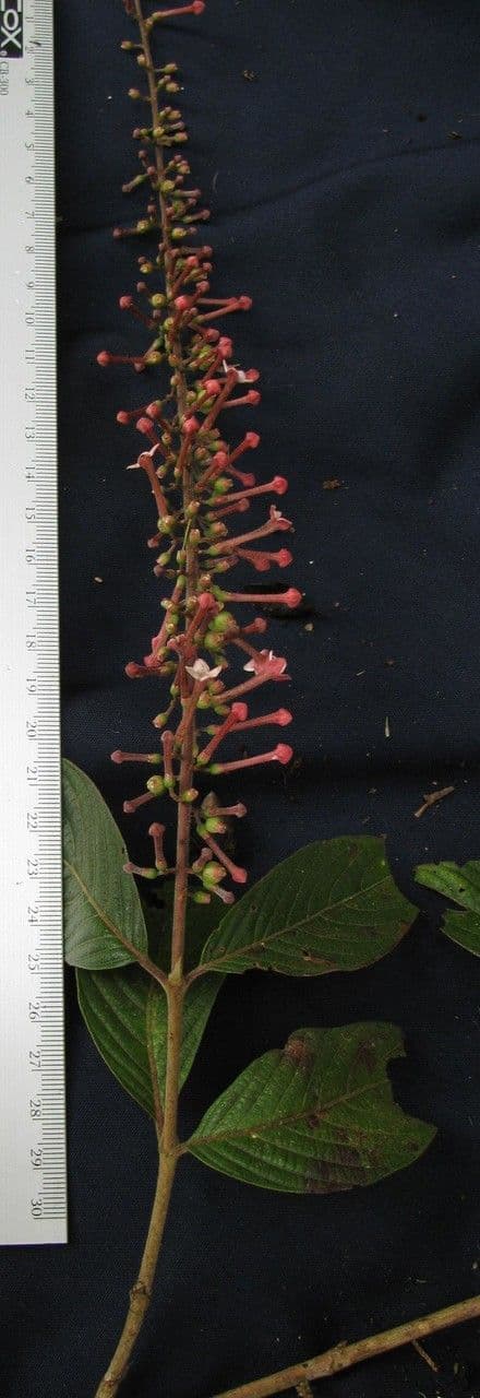 Gonzalagunia 18