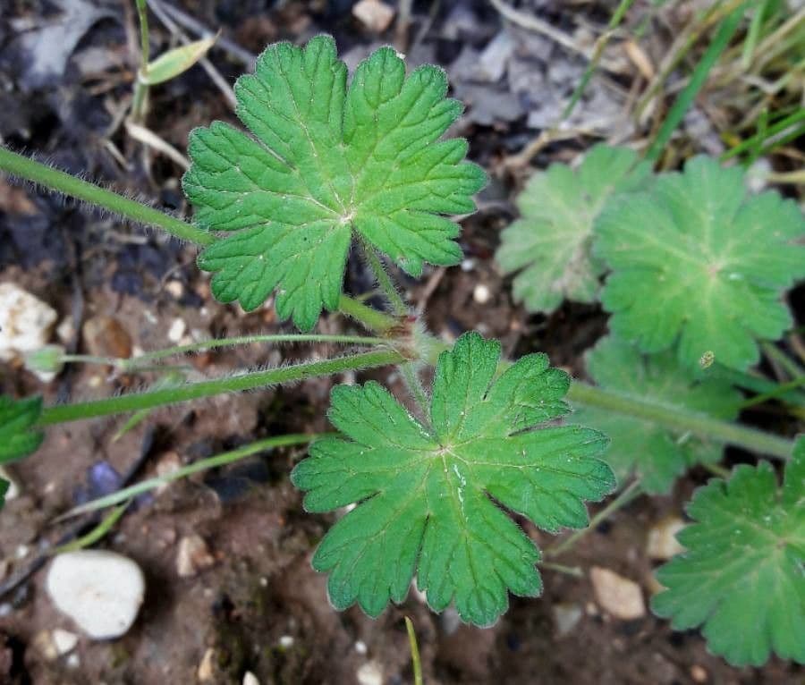 Weicher Storchschnabel 20