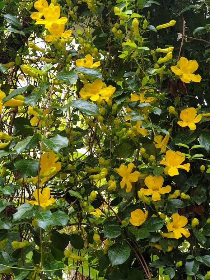 Allamanda 26