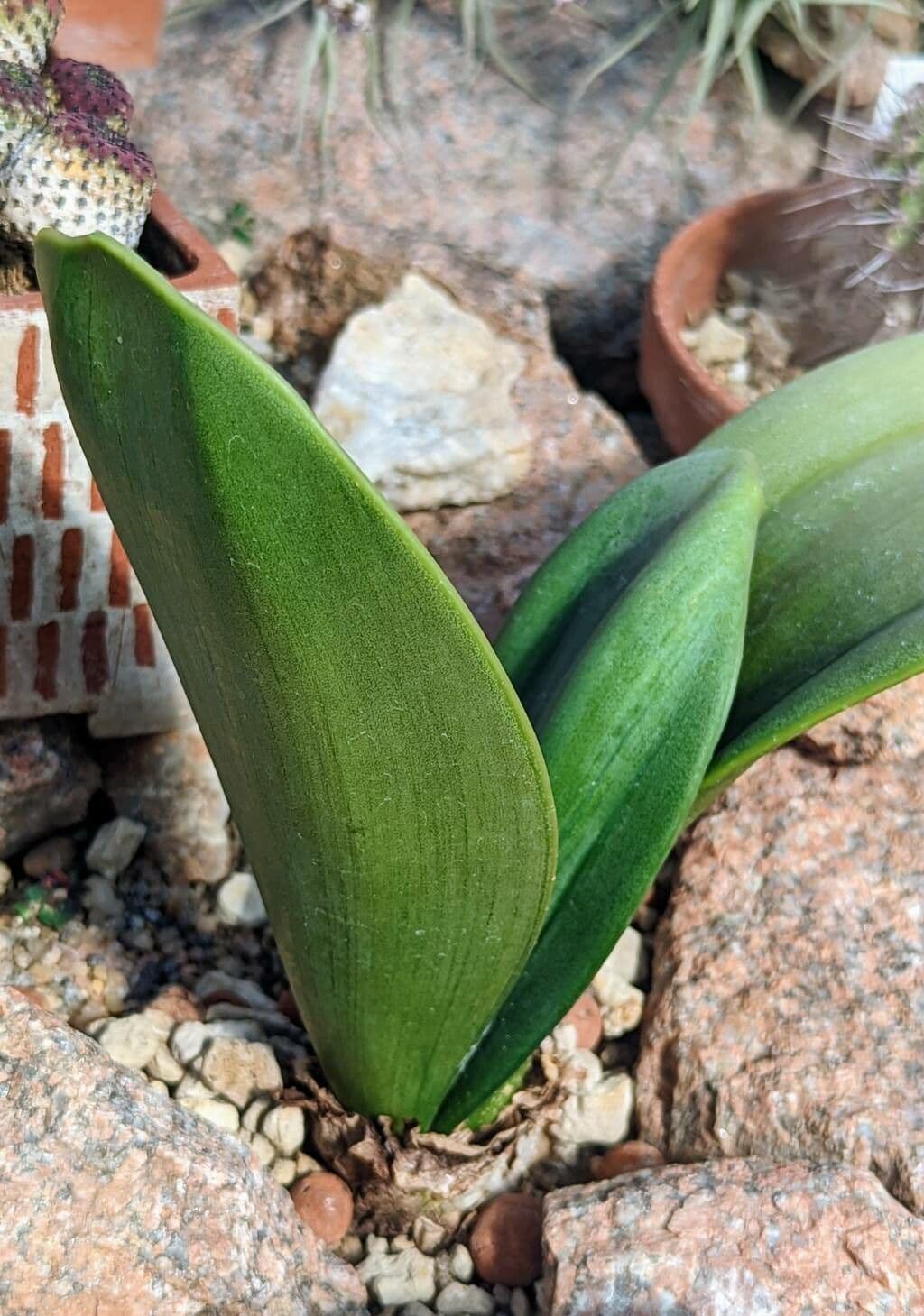 Rauhia