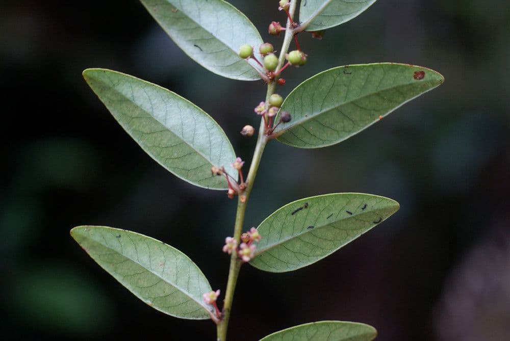 Phyllanthus phillyreifolius 27