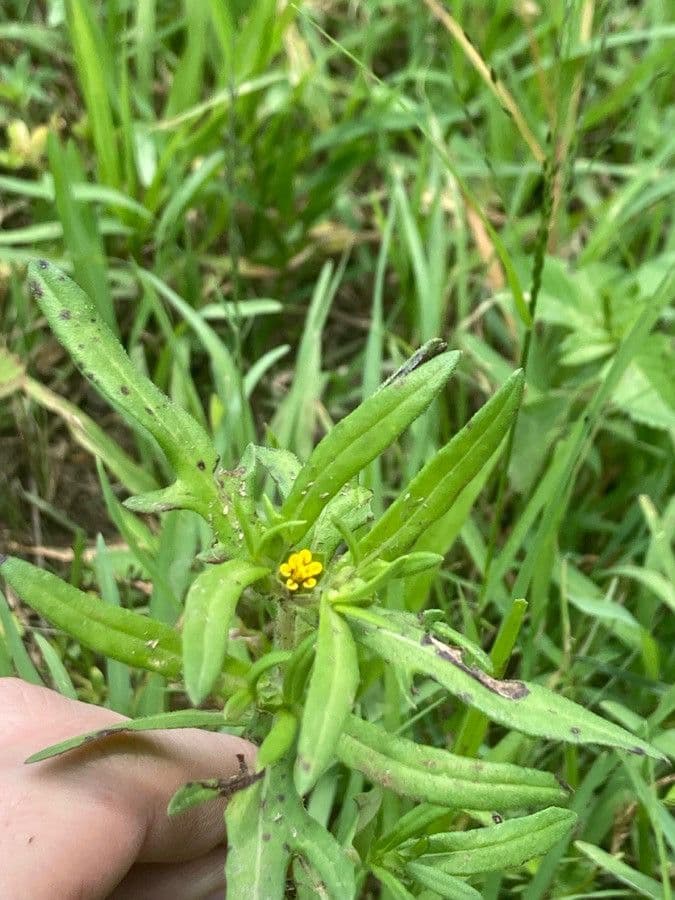 Melampodium sericeum 2
