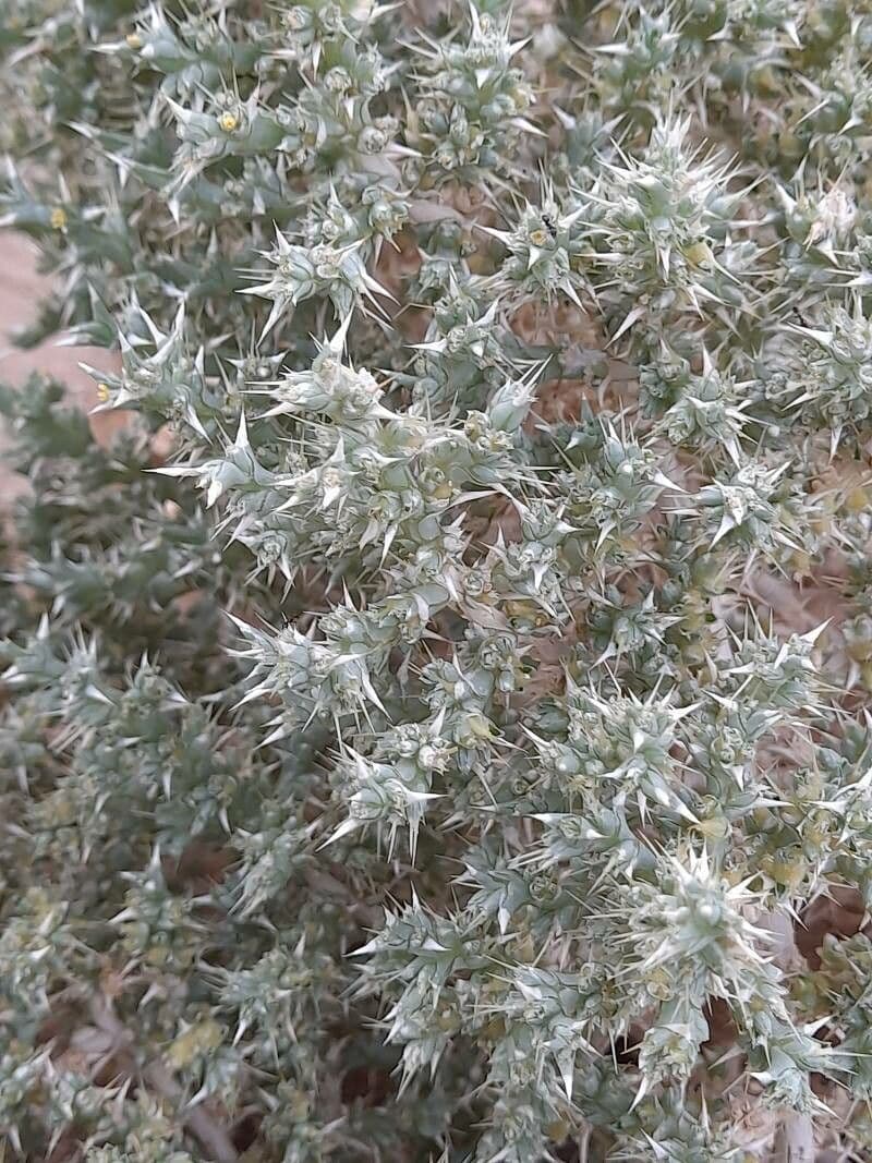 Cornulaca 8