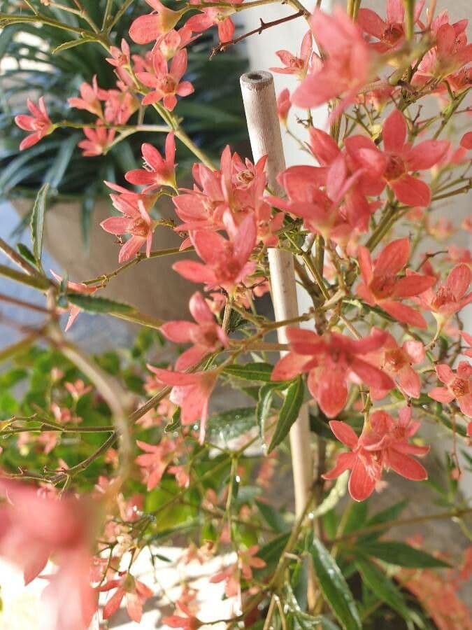 Ceratopetalum gummiferum