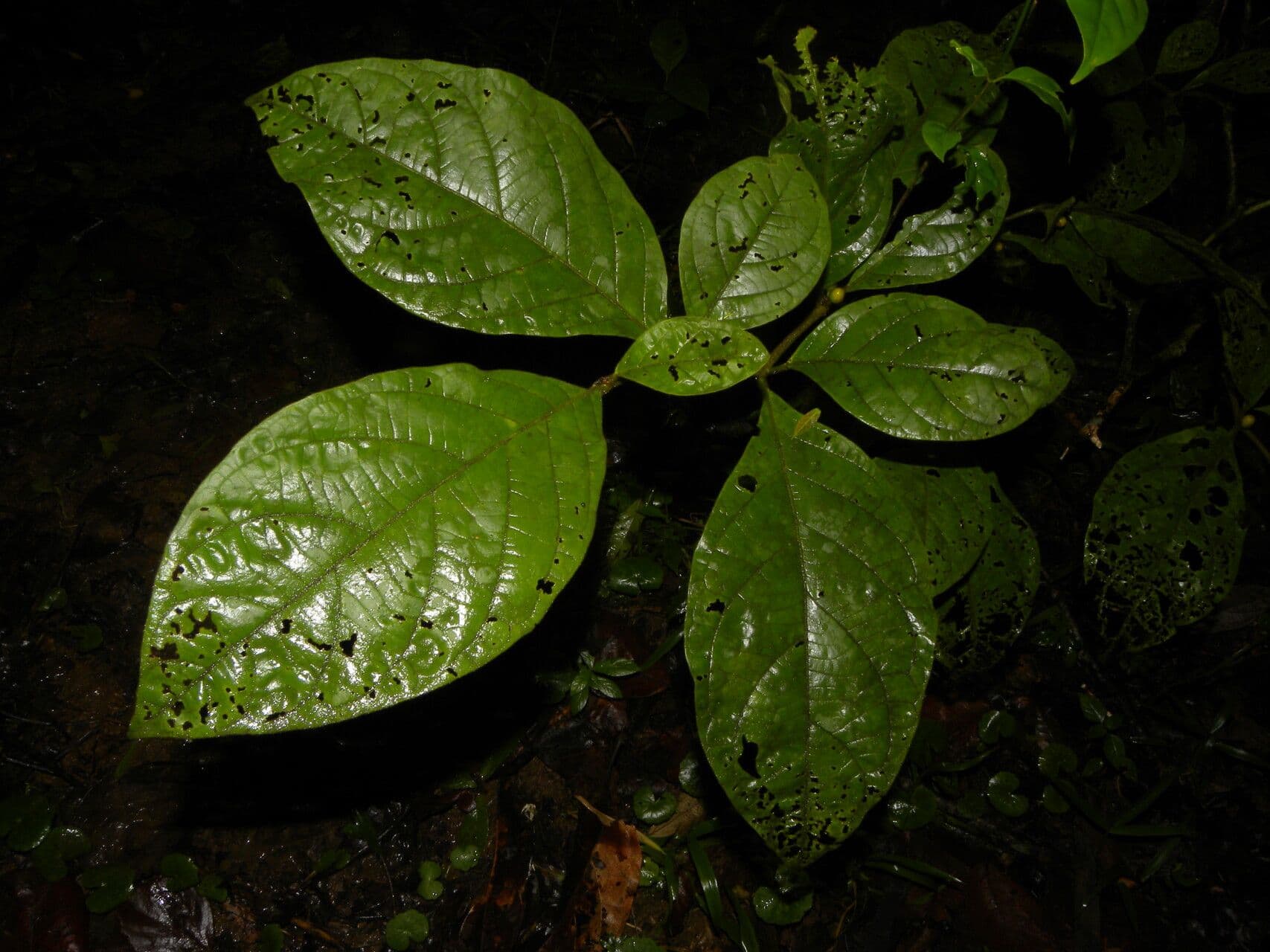 Lycianthes sanctaeclarae 12