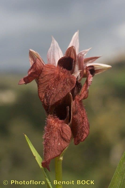Serapias cordigero