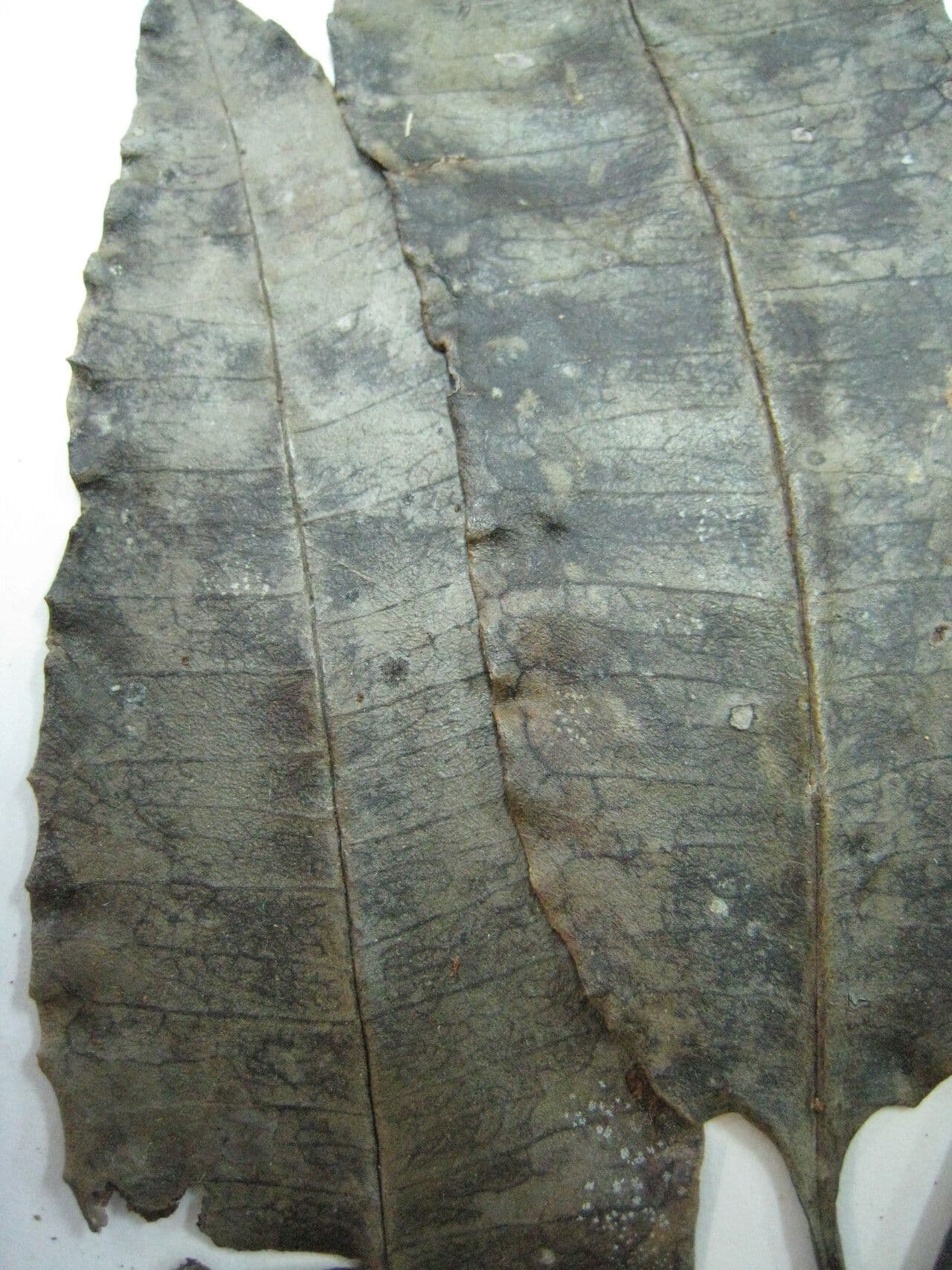Aspidosperma 2