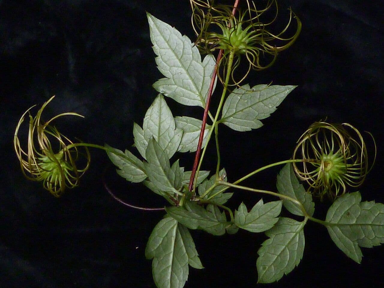 Clematis