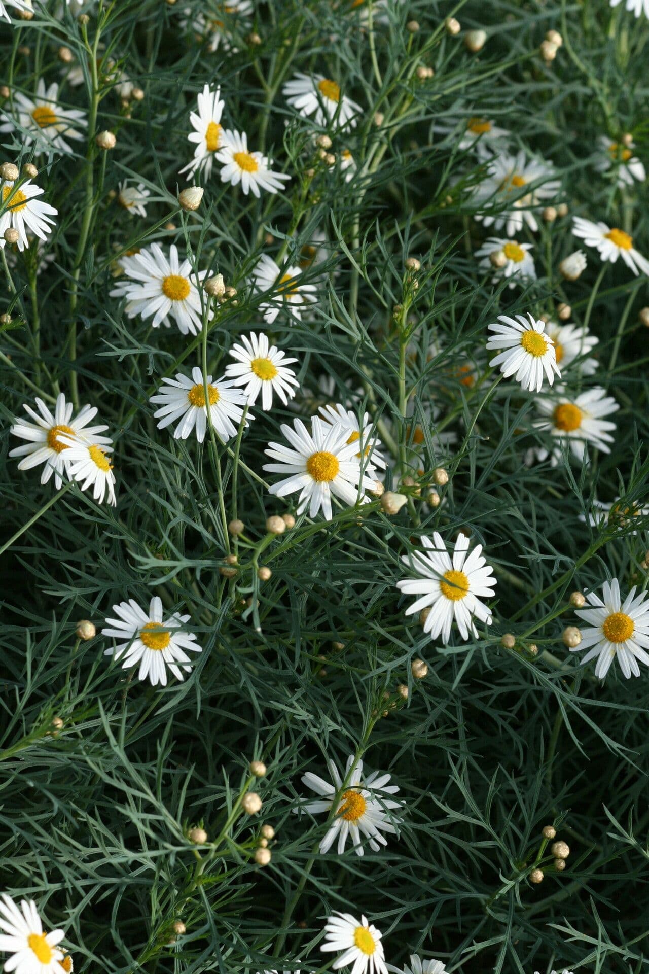 Fenchelblättrige Margerite