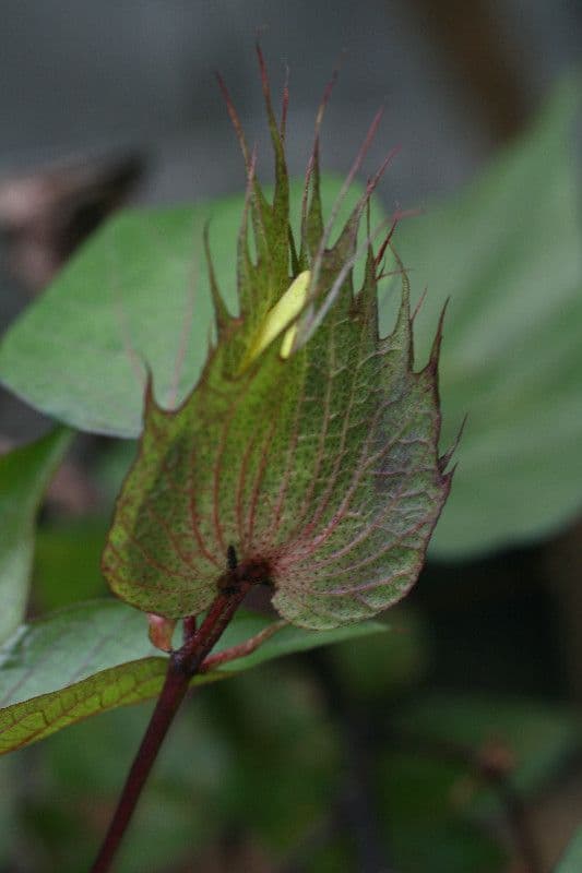 Baumwollbaum 8