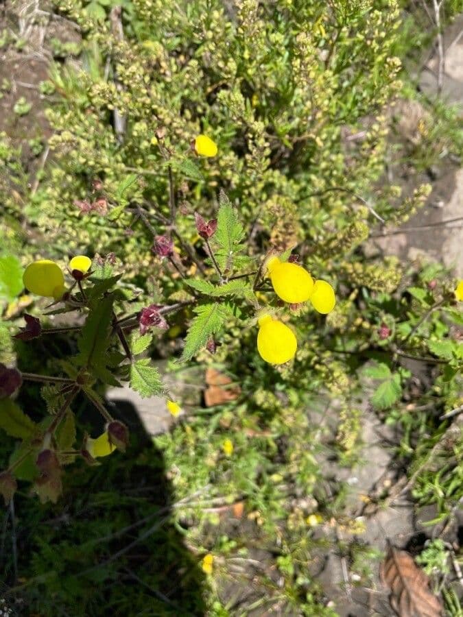 Calceolaria 4
