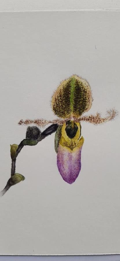 Paphiopedilum 2
