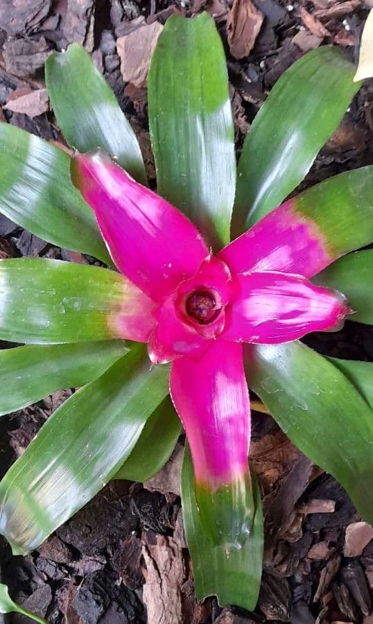 Bromelia arrossata 15