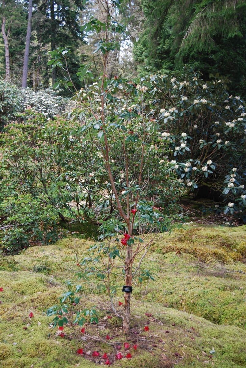 Rododendro 11
