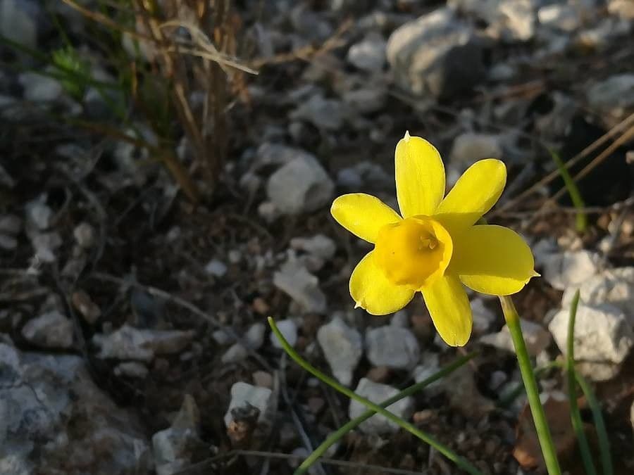 Narciso 4