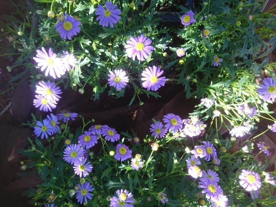 Brachyscome 11