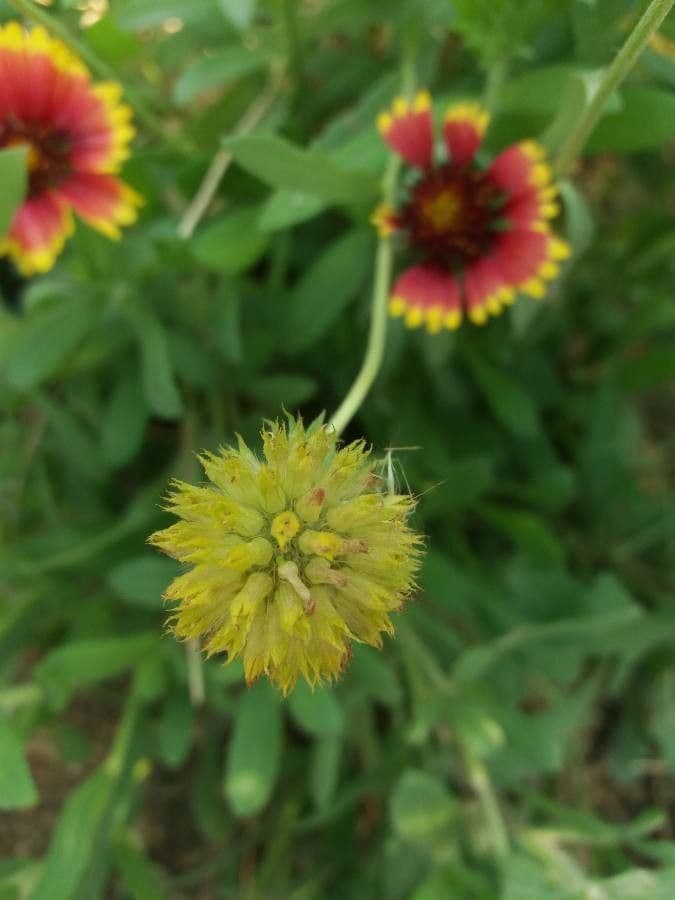 Gaillardia