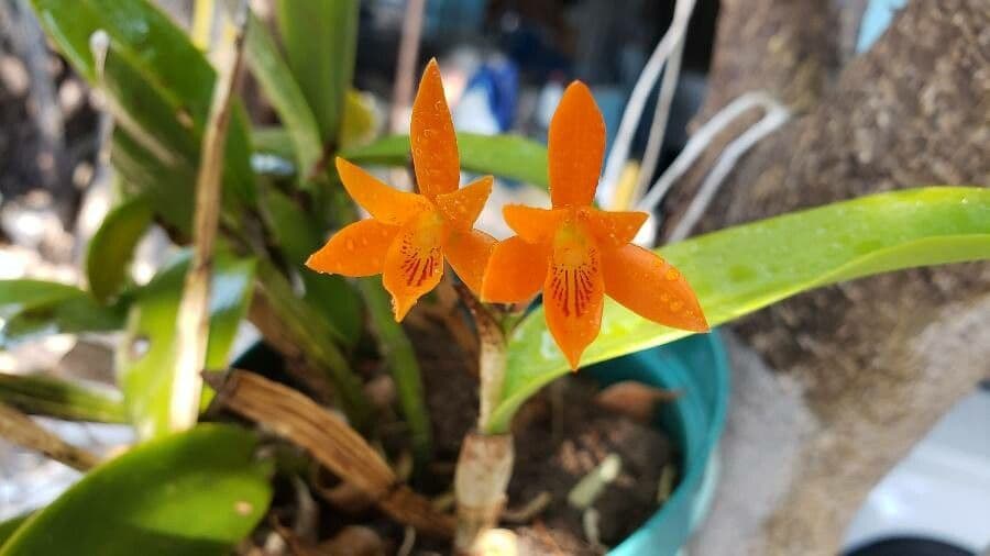 Orange Cattleya 4