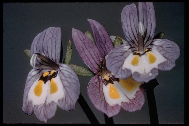 Calicofiore arlecchino 3