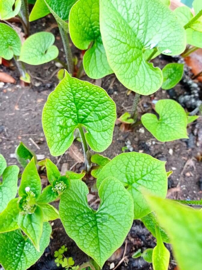 Brunnera 8