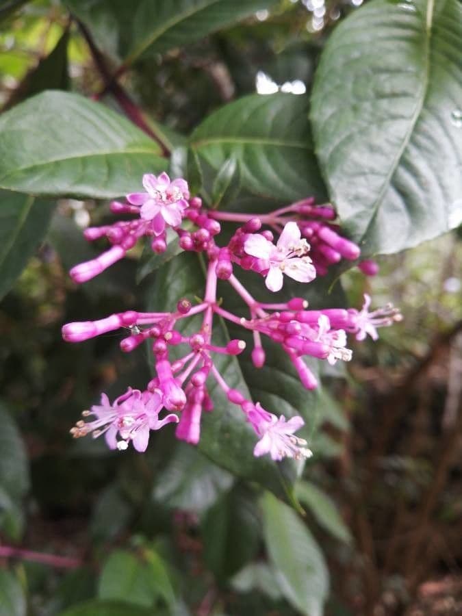 Fuchzia 10