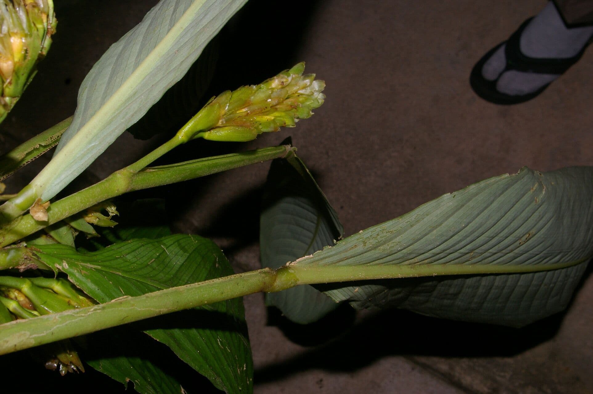 Hylaeanthe