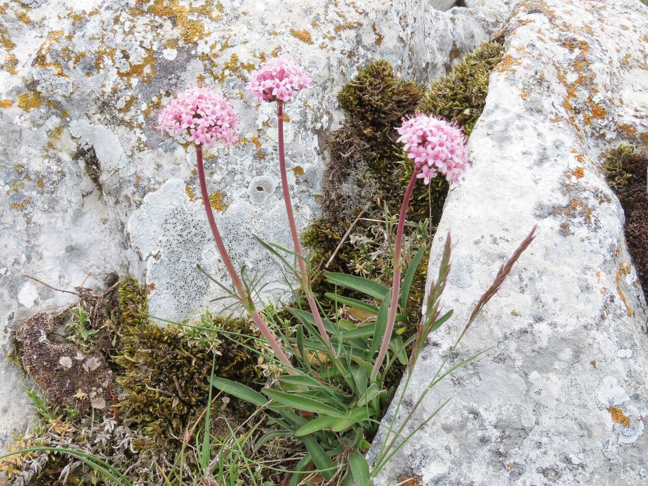 Valeriana tuberosa 15
