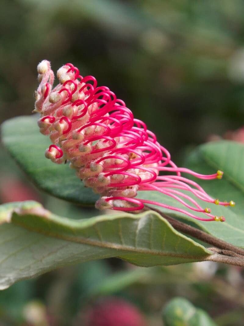 Grevillea 3