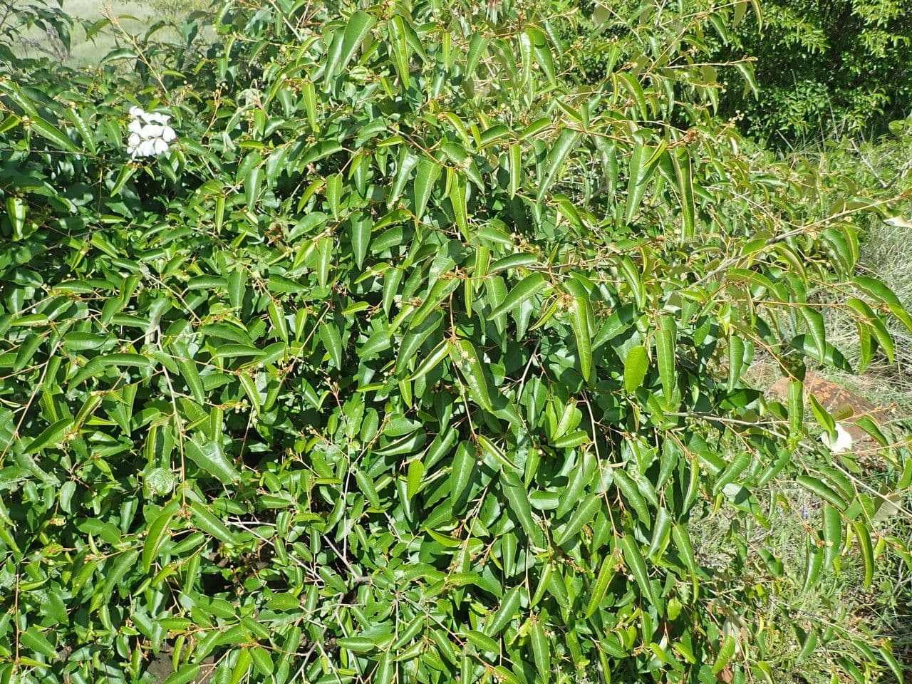 Croton dicogamo 6