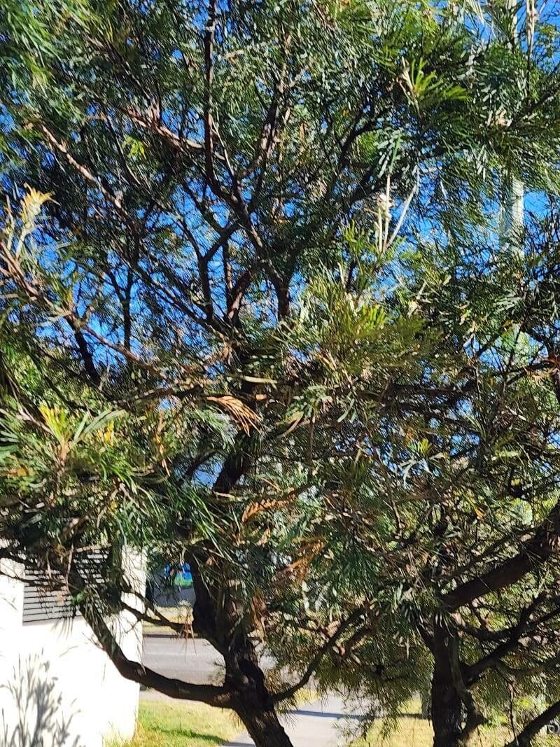 Grevillea 5