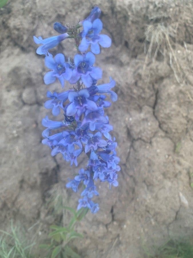 Penstemon štíhlý 3