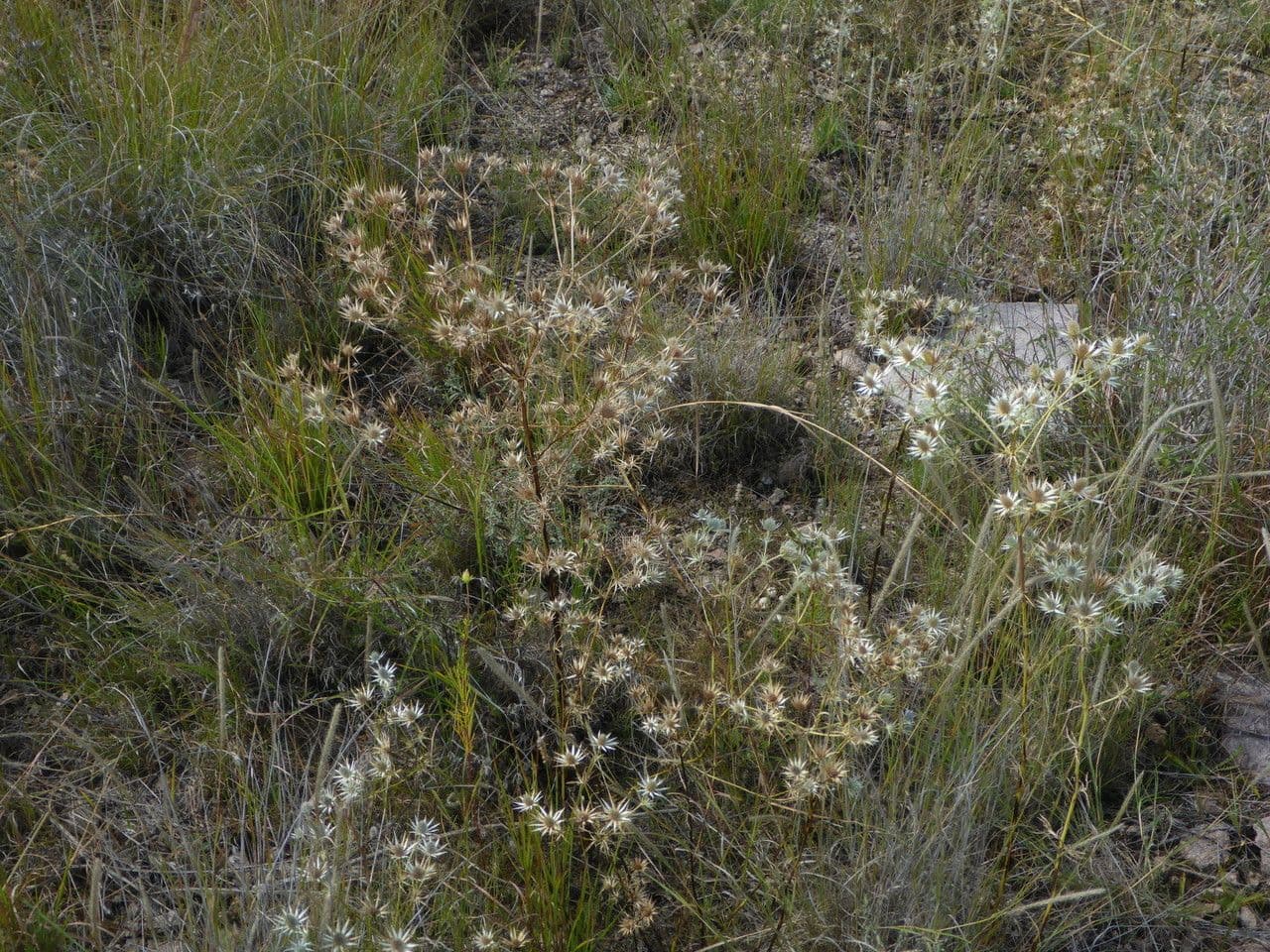 Eryngium eterofillo 11