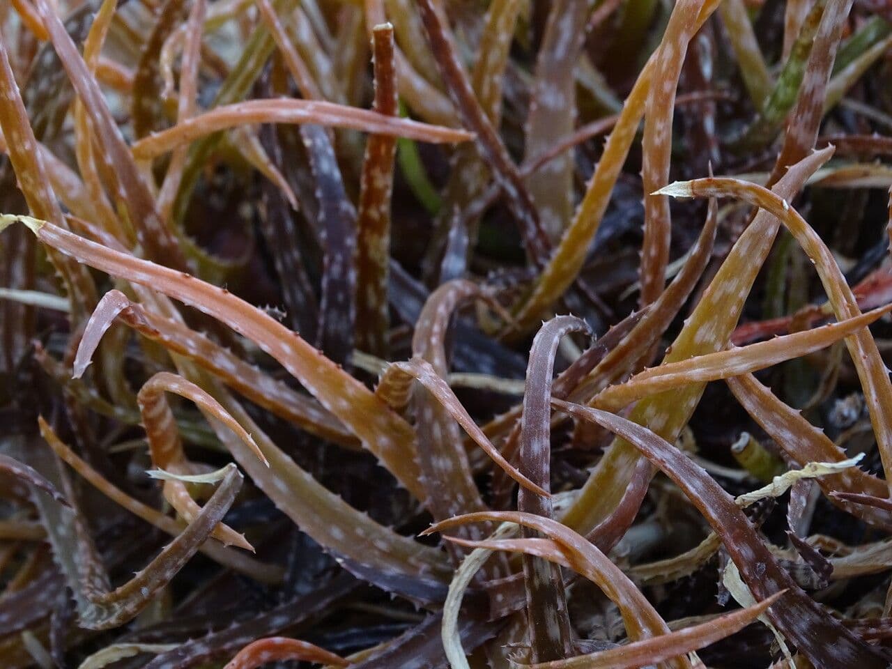 Aloe 5