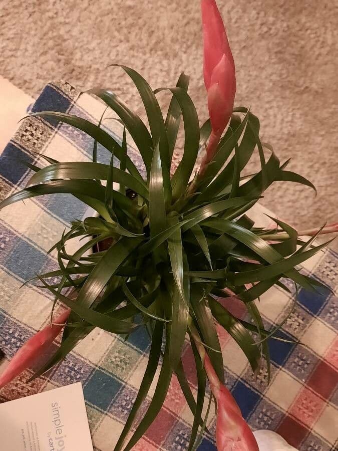 Billbergia pendula 13