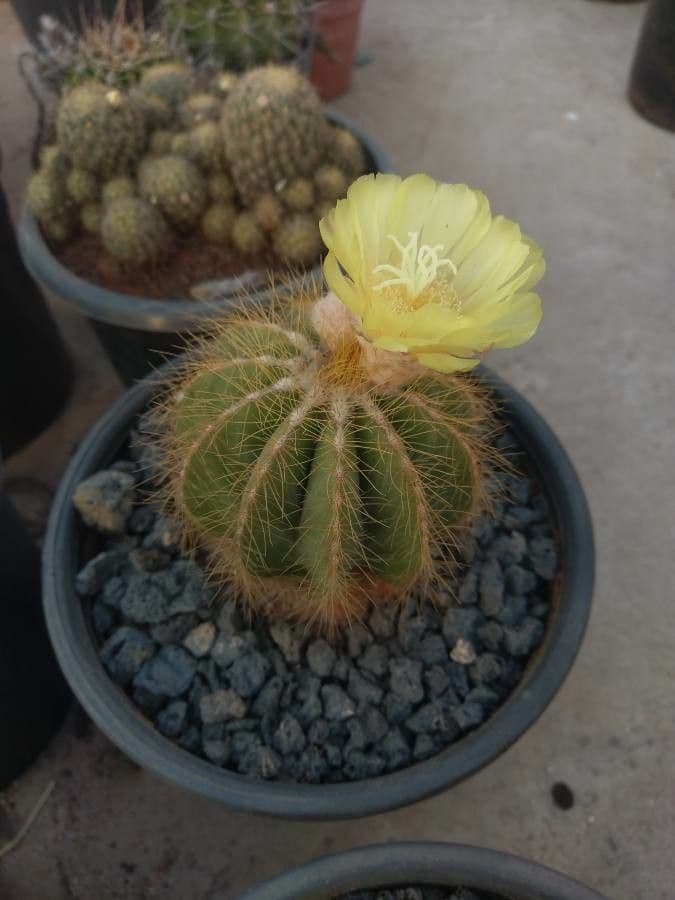 Parodia 3