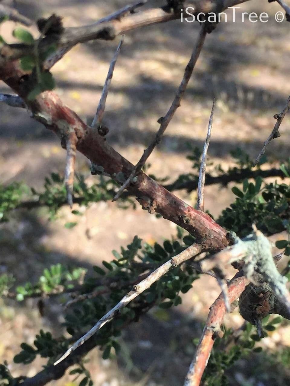 Ormocarpum 21
