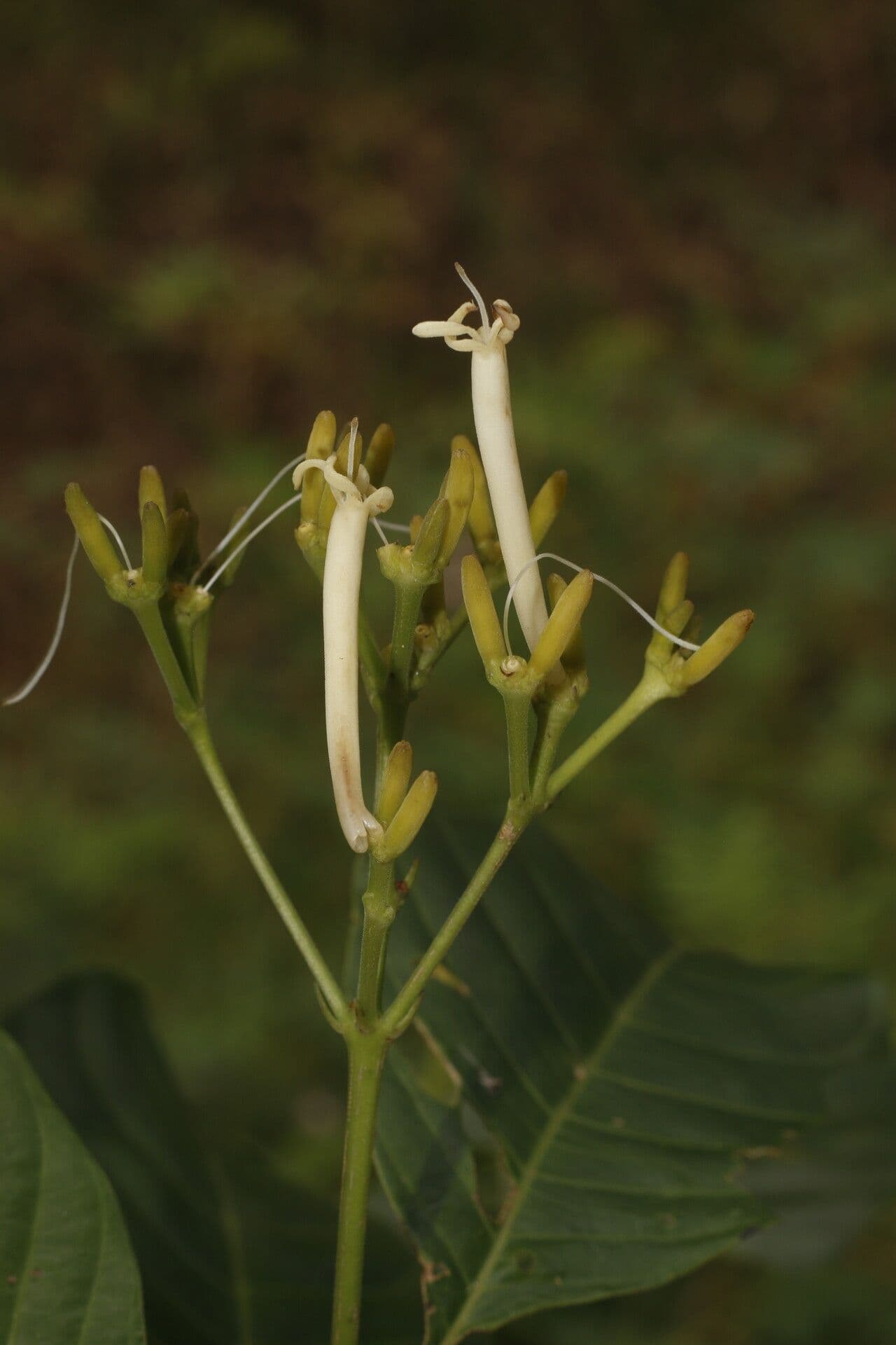 Palicourea 4