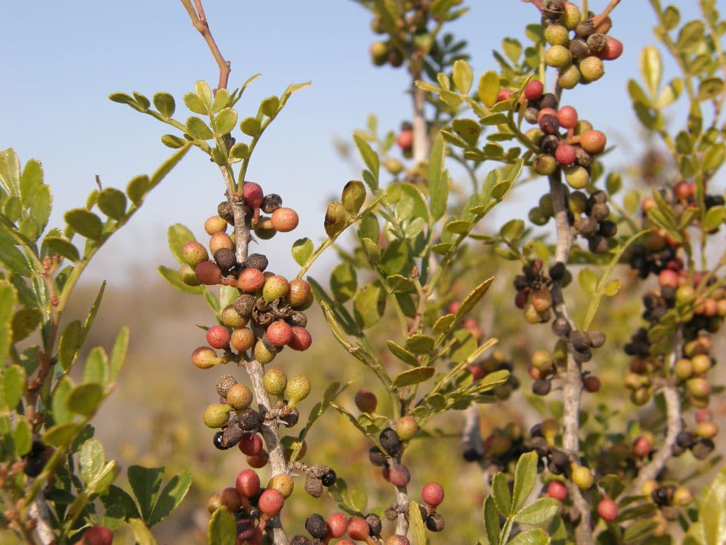 Zanthoxylum fagara 6