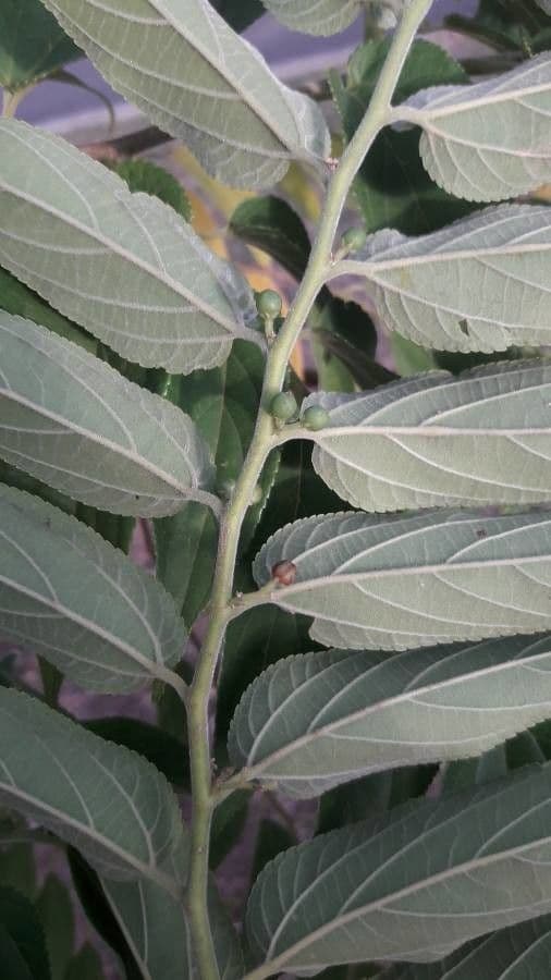 Trema canapa