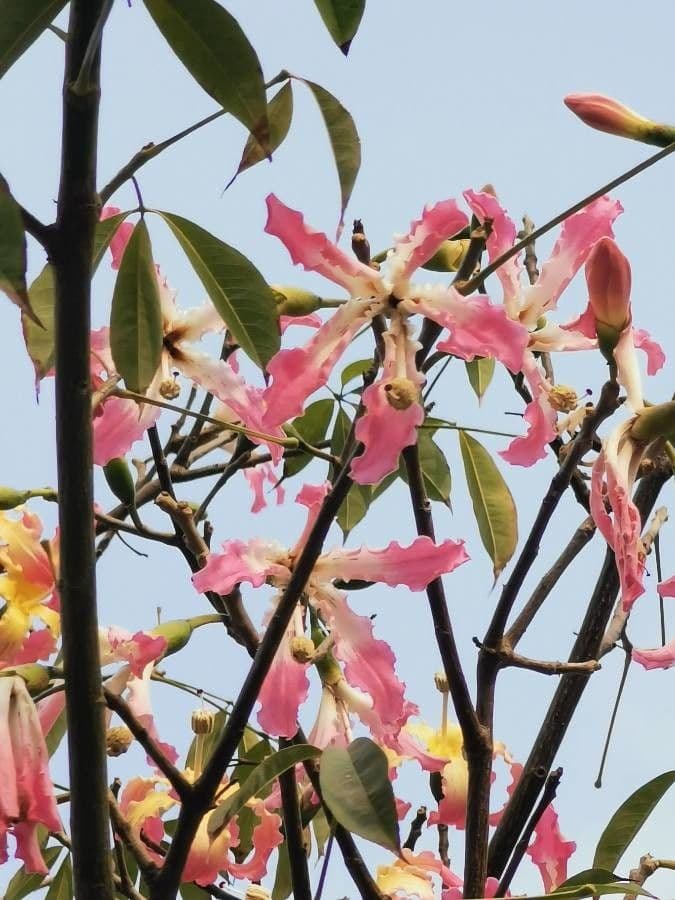 Ceiba speciosa 9