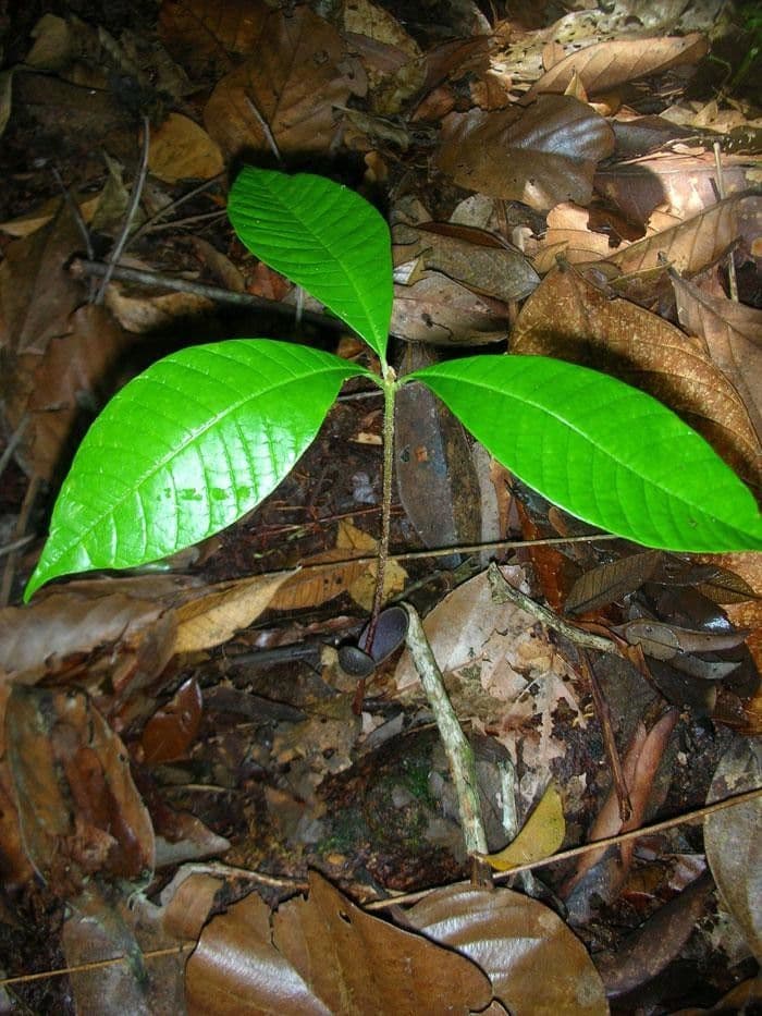 Pouteria bracteada