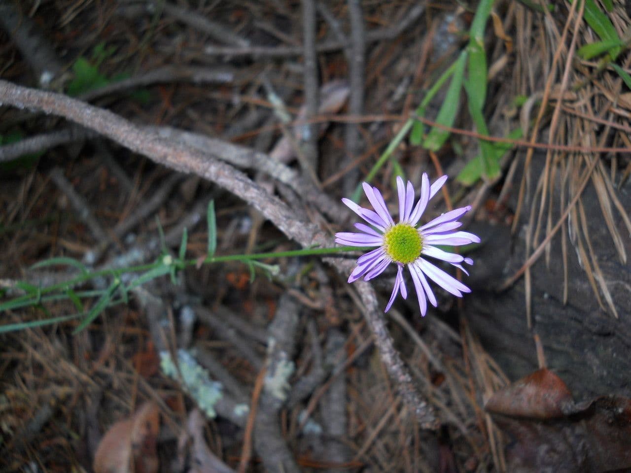 Erigeron 11