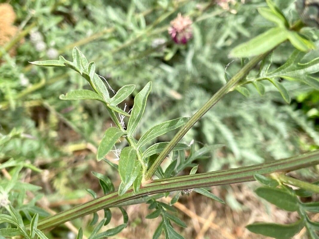 Centaurea vedovina 21